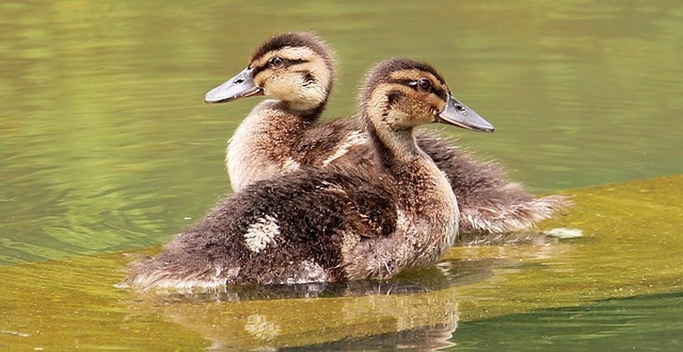 ФОТО: pixabay.com.