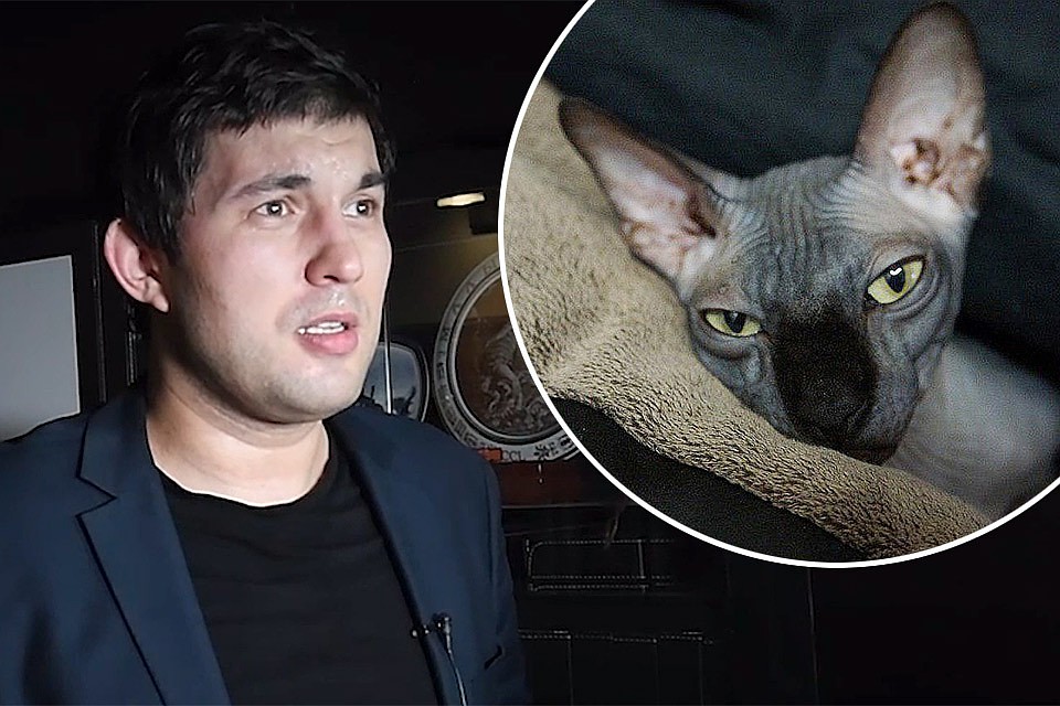 Сын Бари Алибасова: "Я вопрос с Чучей буду продолжать решать. Когда найдется именно «наш» кот, то выплачу вознаграждение".