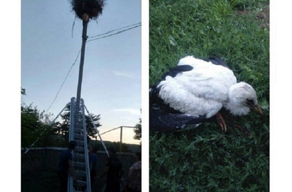 Пожарные спасли аистенка. Фото: Moldpres