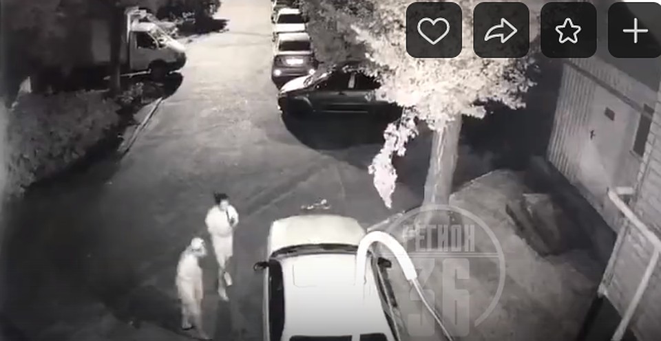 Фото: скриншот из видео.