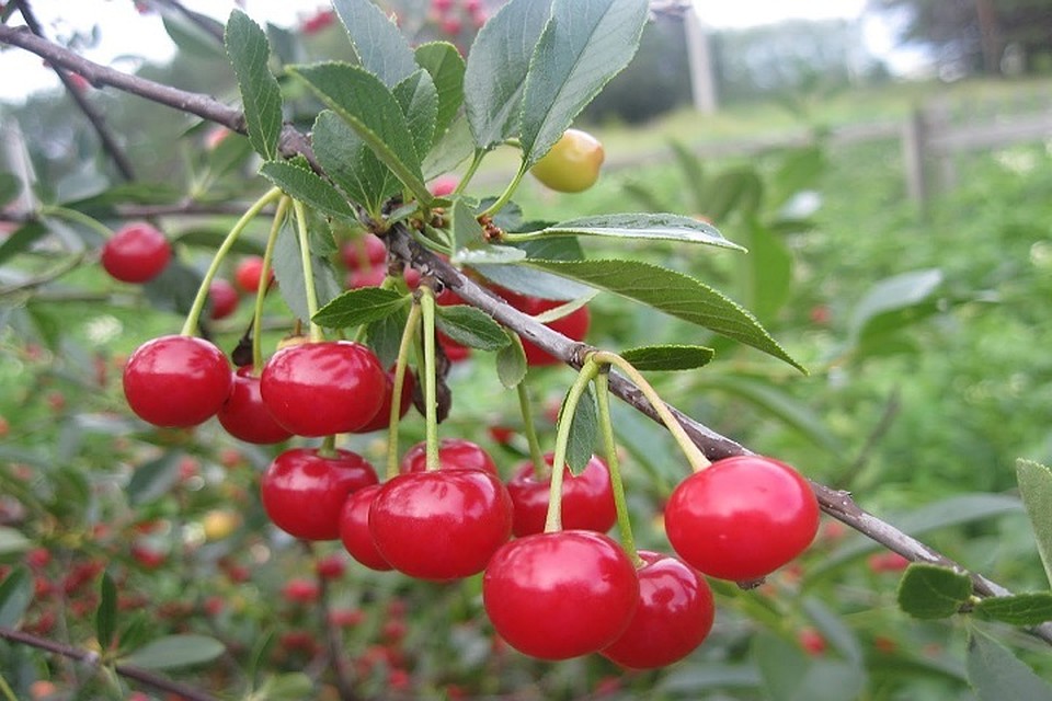 Зато урожай растет! (Фото: agroexpert.md).