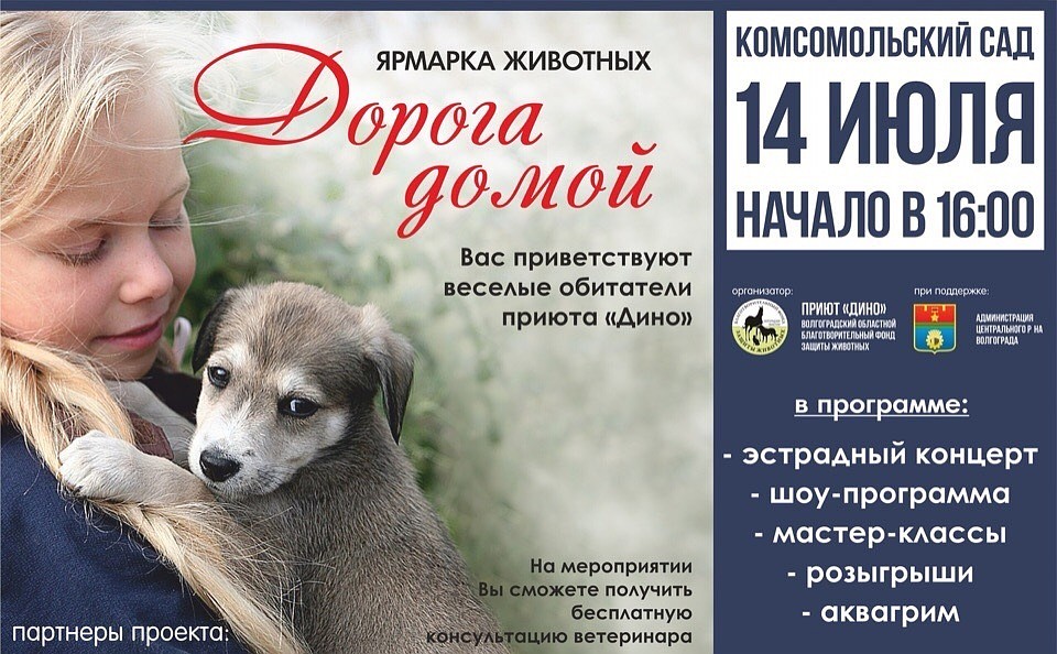 Фото: приют "Дино"