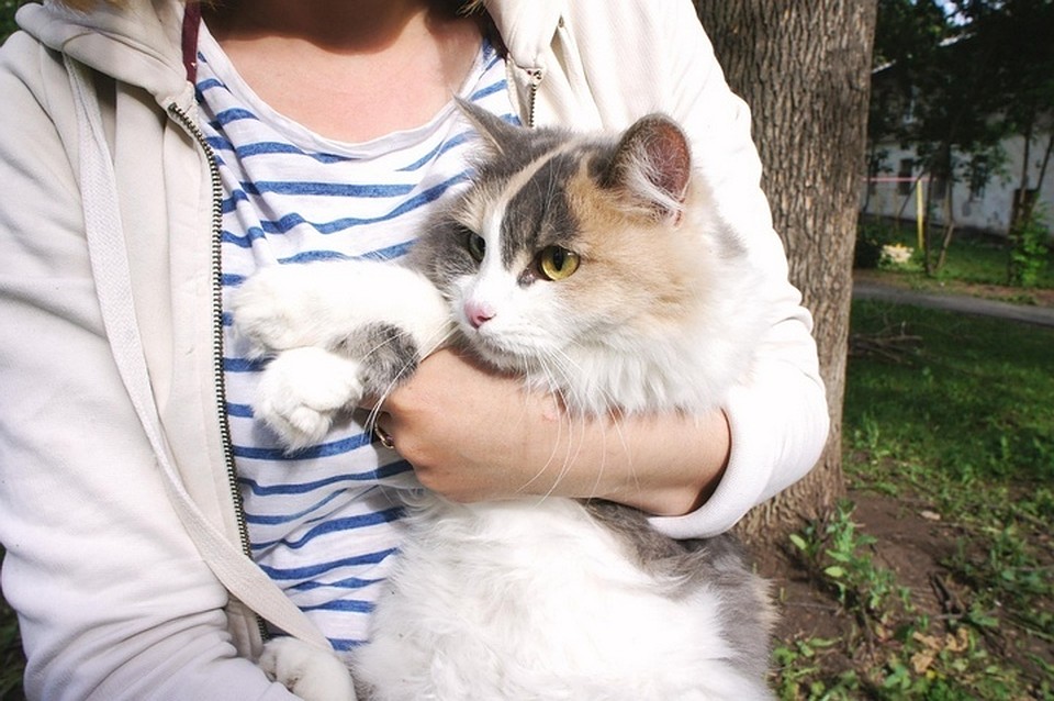 Кот вернулся к своей хозяйке
