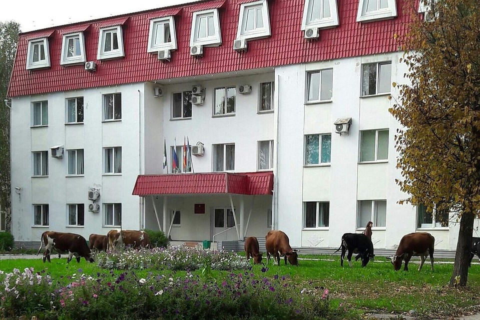 Коровы возле администрации Аши. Фото: Гражданский патруль