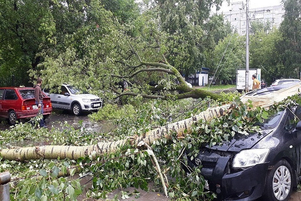 Дерево придавило несколько машин. Фото из группы "Подслушано Пермь"