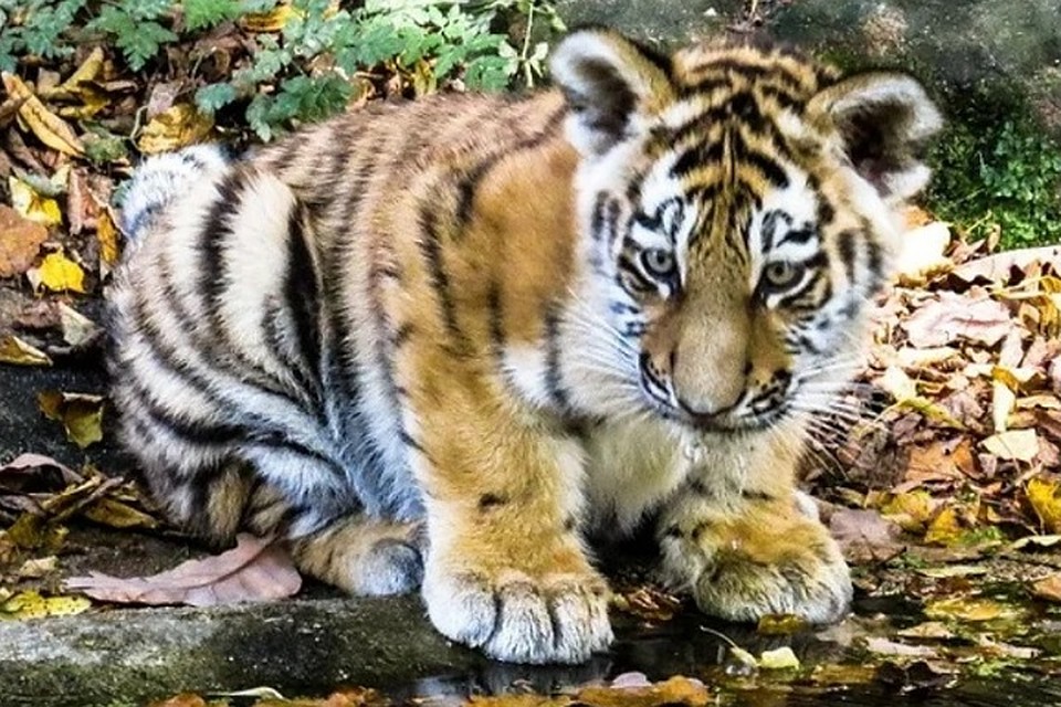 Фото: pixabay.com