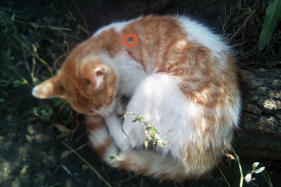 Котяка-неубивака набирается сил. Фото: Леший