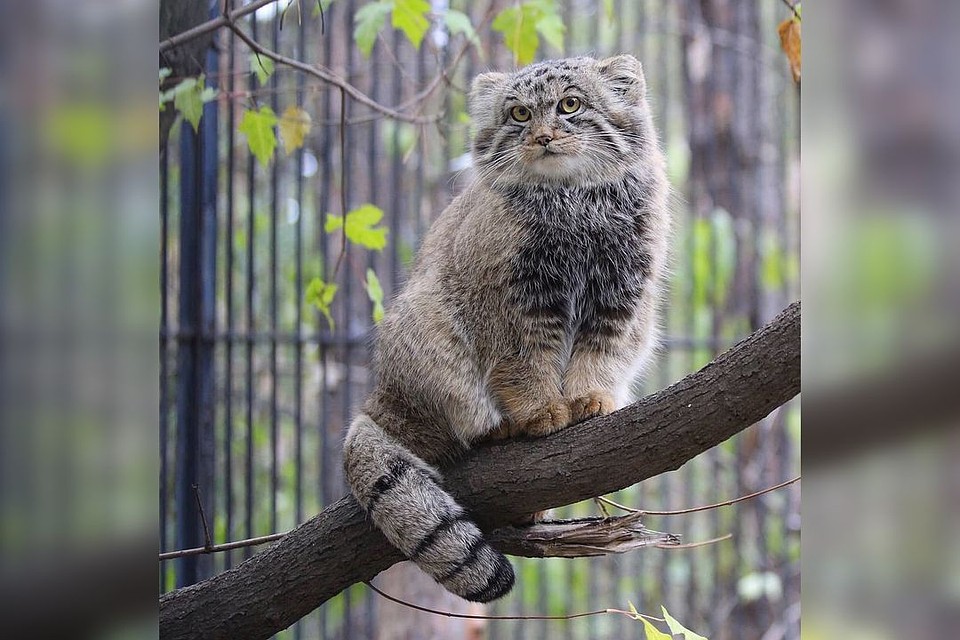 Сибиряки переживают, не тот ли косоглазый манул переехал? Фото: instagram.com/nskzoo.