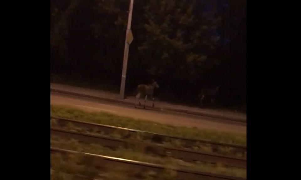 Фото: скриншот видео