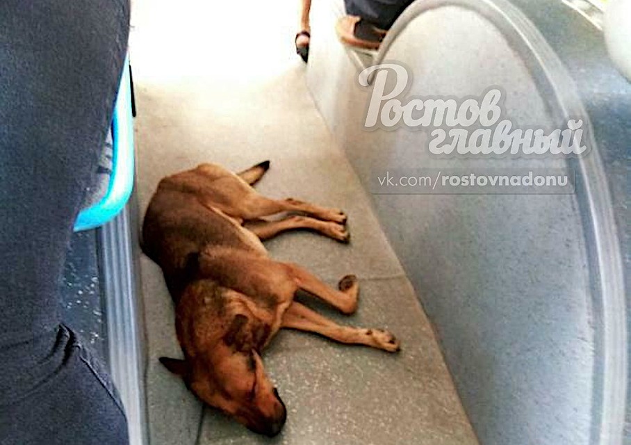 Фотофакт обсуждают пользователи соцсетей. Фото: Группа Вконтакте "Ростов-Главный".