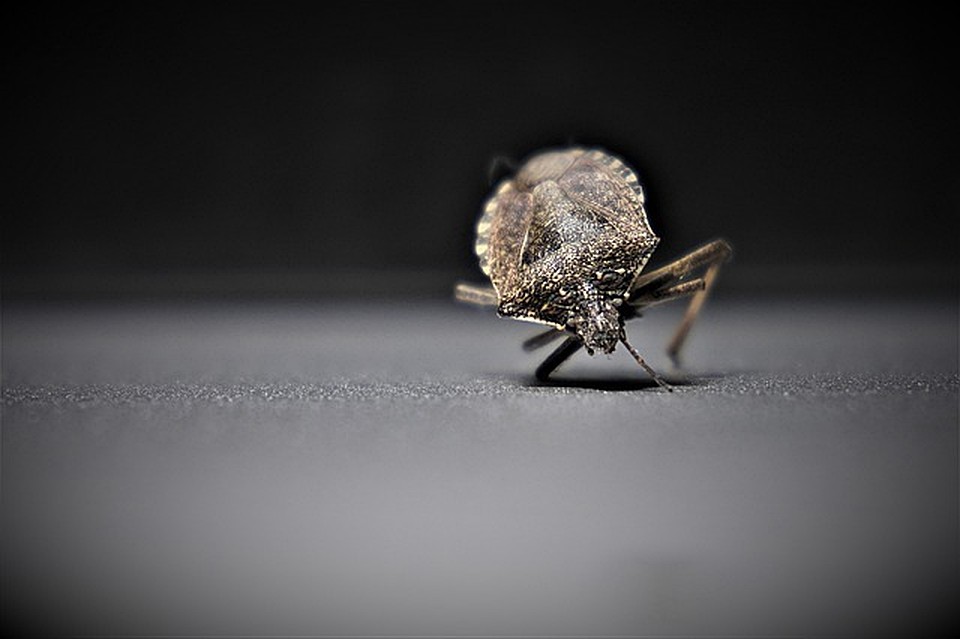 ФОТО: pixabay.com.