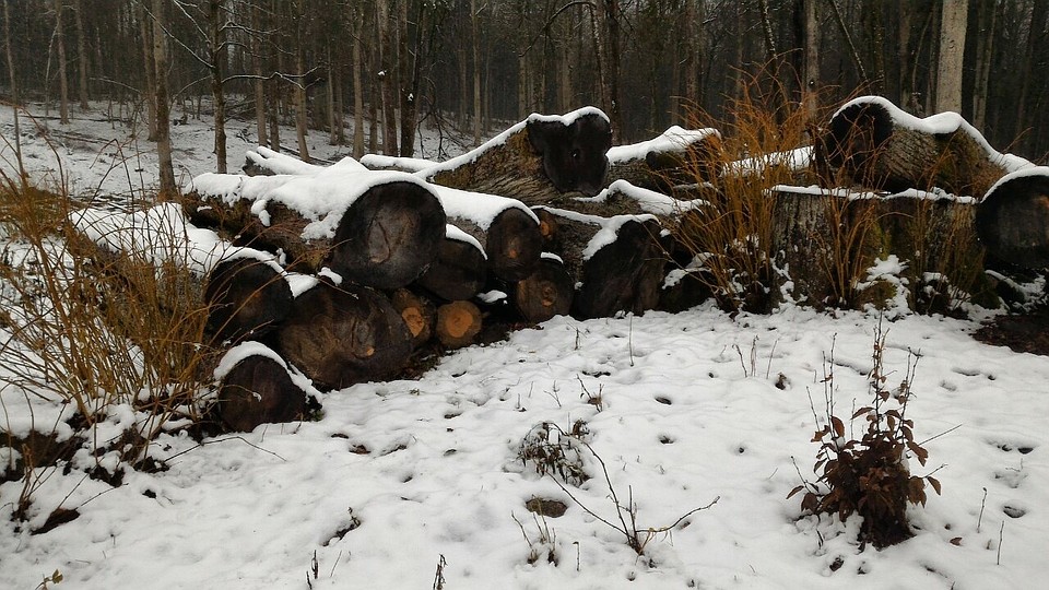 Под видом больных в природном парке "Виштынецкий" вырубались совершенно здоровые деревья.