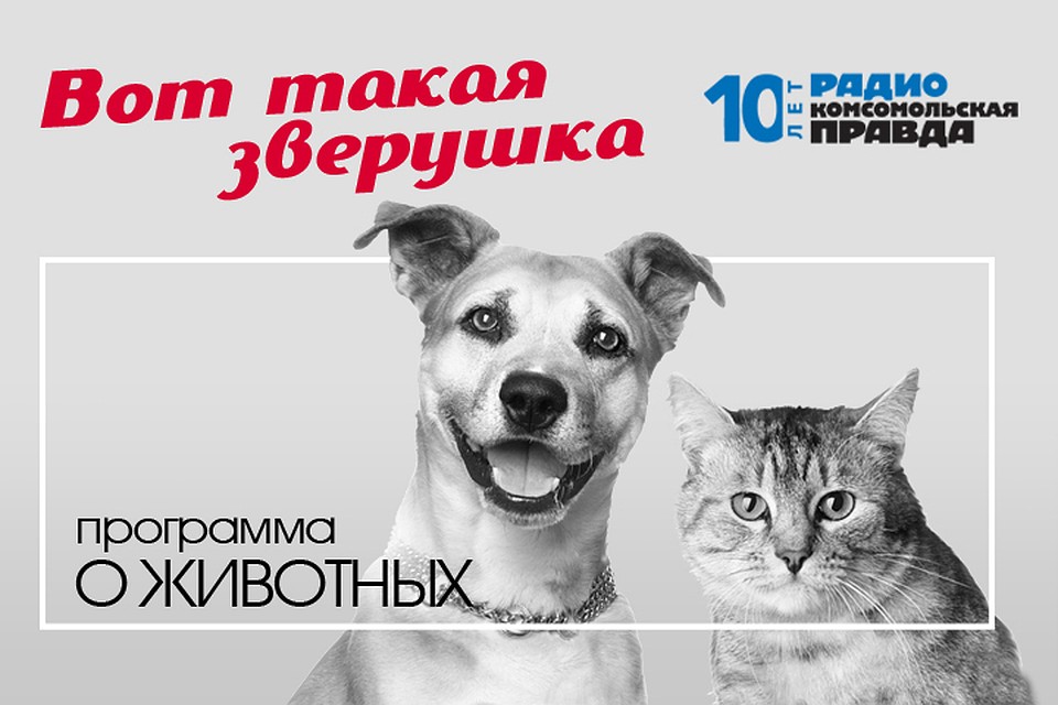 Ветеринарный врач Илья Середа дает бесплатную консультацию и отвечает на вопросы слушателей