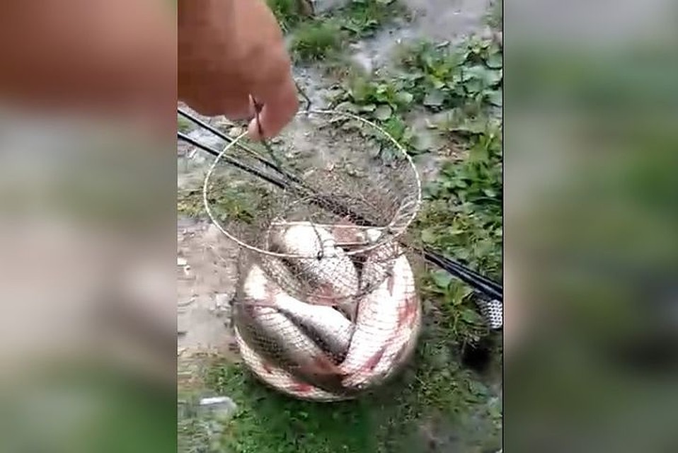 Чтобы поймать такое количество рыбы, мужчине пришлось провести на берегу больше 10 часов. Фото:Кадр из видео