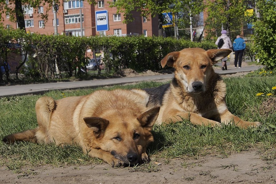 Фото: Алексей ФОКИН