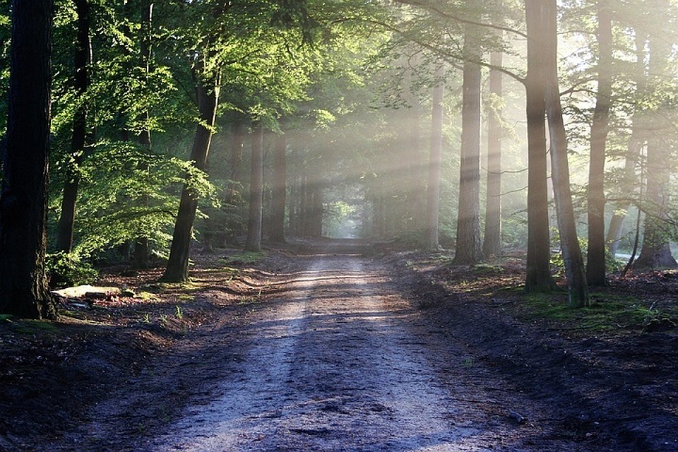 Около 30 человек участвуют в поисках пенсионера. Фото: pixabay.com.