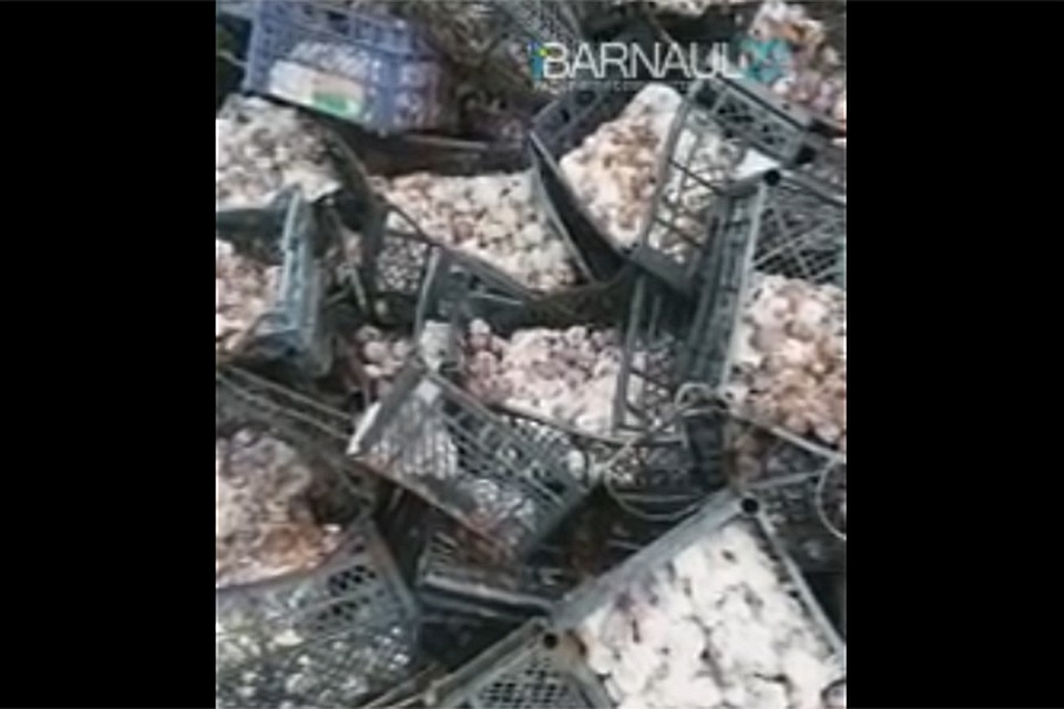 Свалка гнилых слив