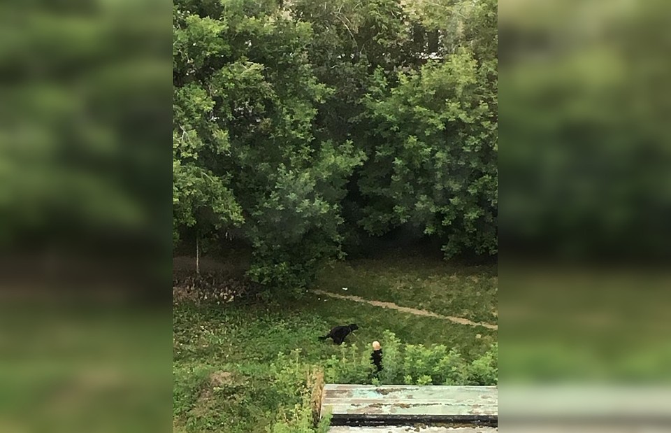 Собак выгуливают там же, где играют дети. Фото: vk.com/chp_novosibirsk.