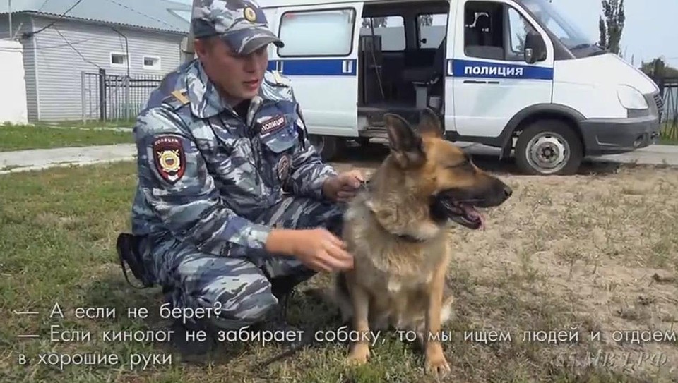 Омские полицейские ищут хозяев для собак-полицейских, отправившихся на пенсию