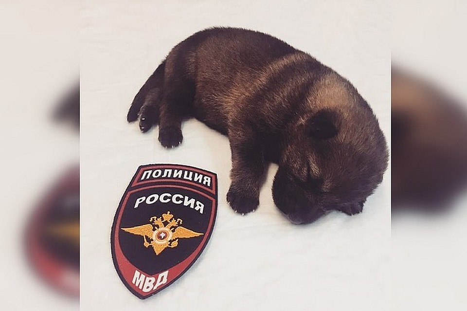 Фото предоставлено ГУ МВД России по Пермскому краю.