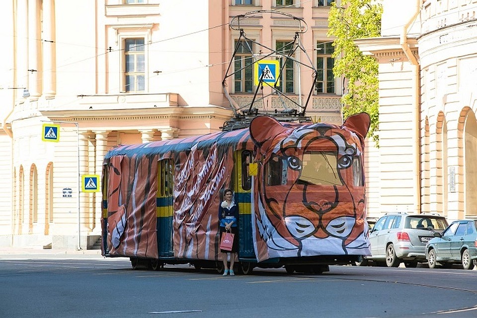 Все выходные по Петербургу будет ездить трамвай-тигр. Фото: vk.com/spbgupget