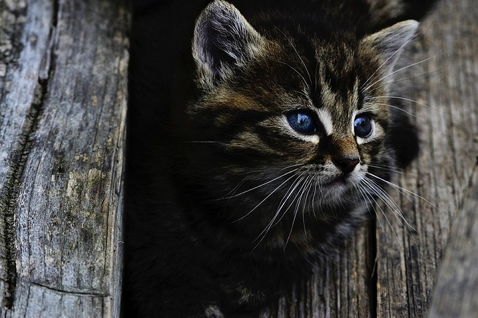 Пожалел котенку объедков и убил его. Фото: pixabay.com.