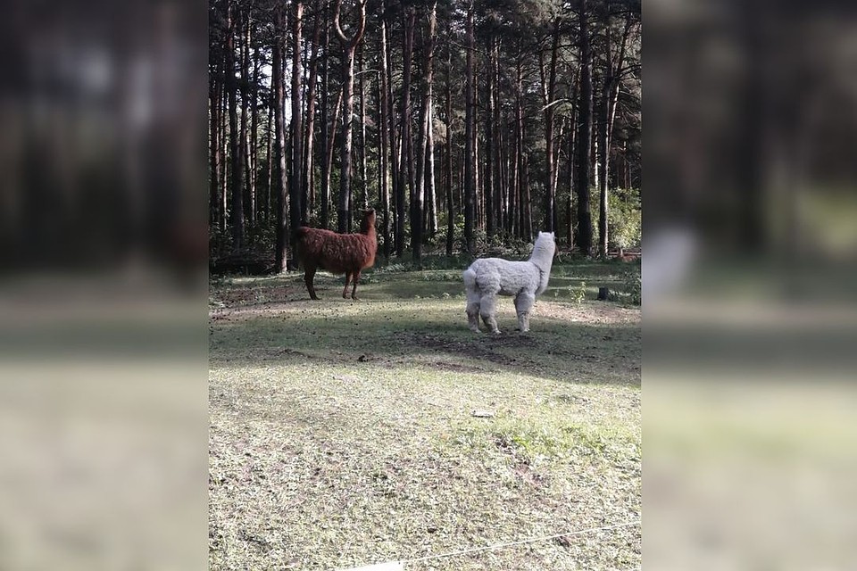 Решетки заменили деревянным забором. Фото: vk.com/novosibirsk_zoo.