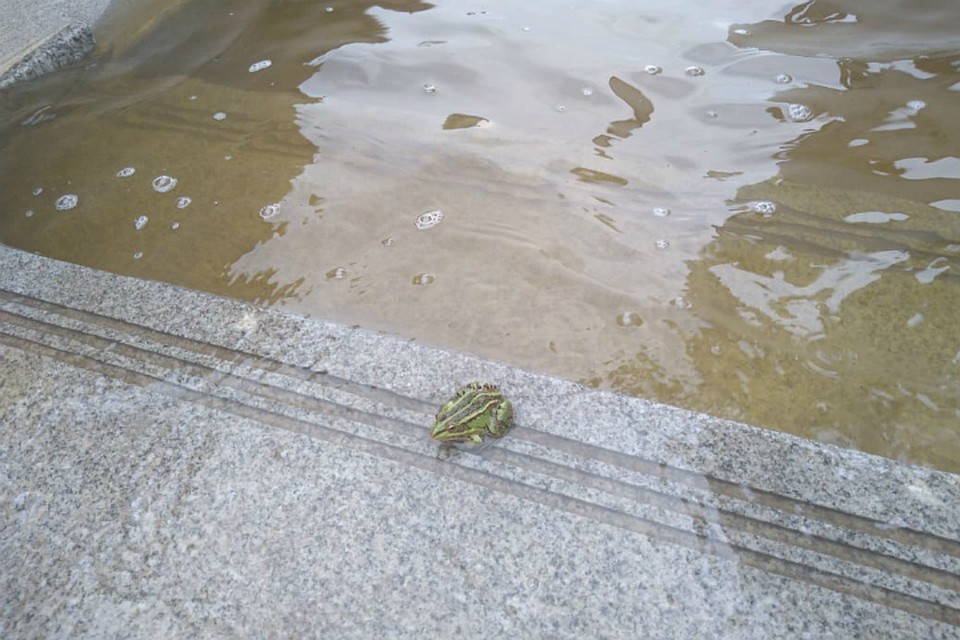 Уровень Амура в Хабаровске 5 сентября 2019: вода на отметке в 620 сантиметров