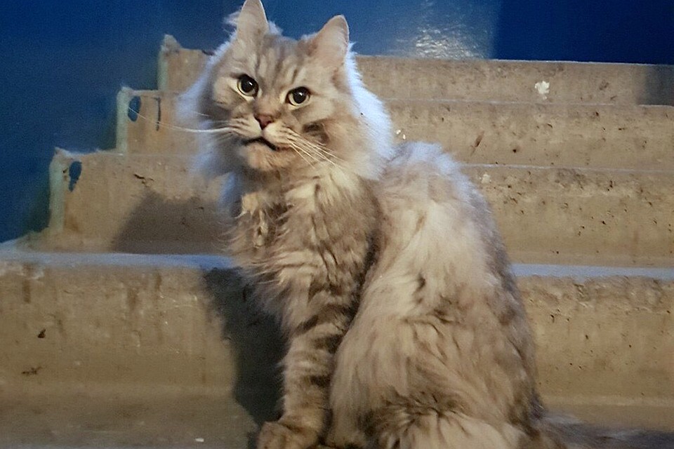 Имя для кота выберет его спаситель. Фото: Юлианна Жукова