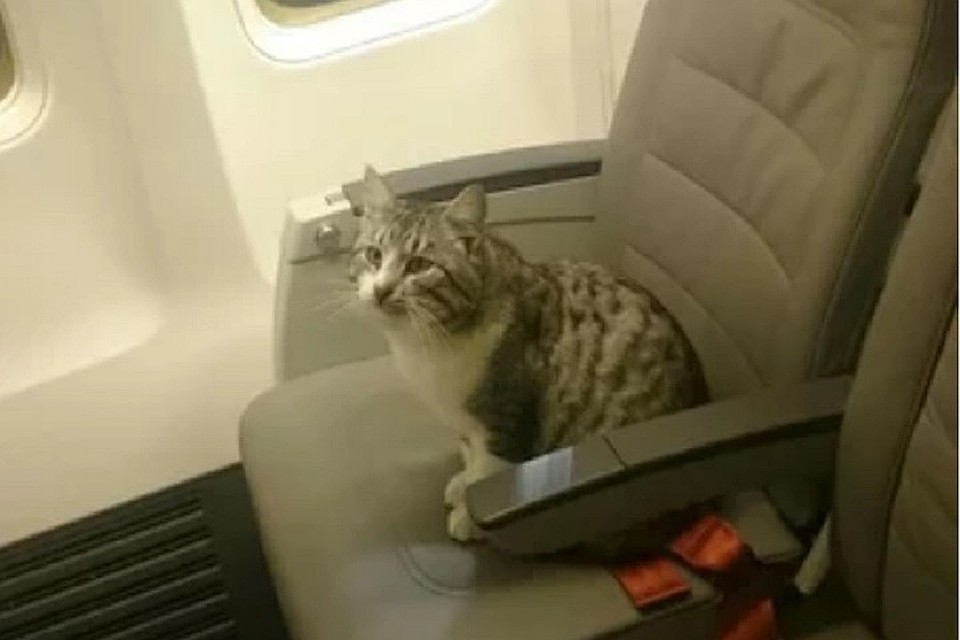 На фото тот самый кот-пилот из Ставрополя