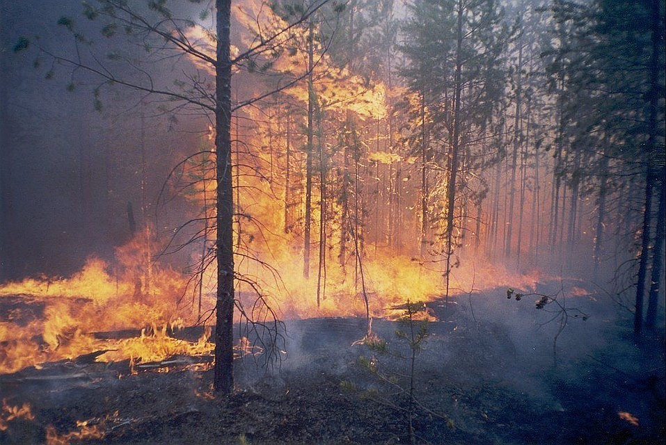 Фото: Лесопожарный центр