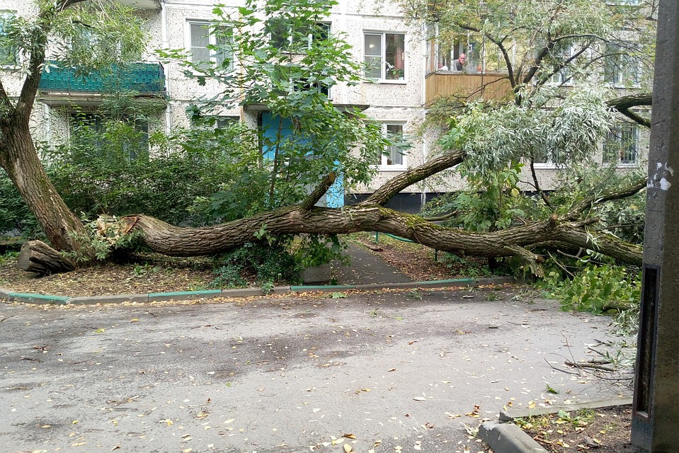 От сильного ветра дерево рухнуло на две машины в Колпино. Фото: vk.com/spb_today
