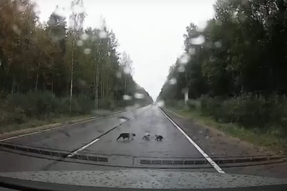 Петербуржцы спасли котят на Дороге Жизни