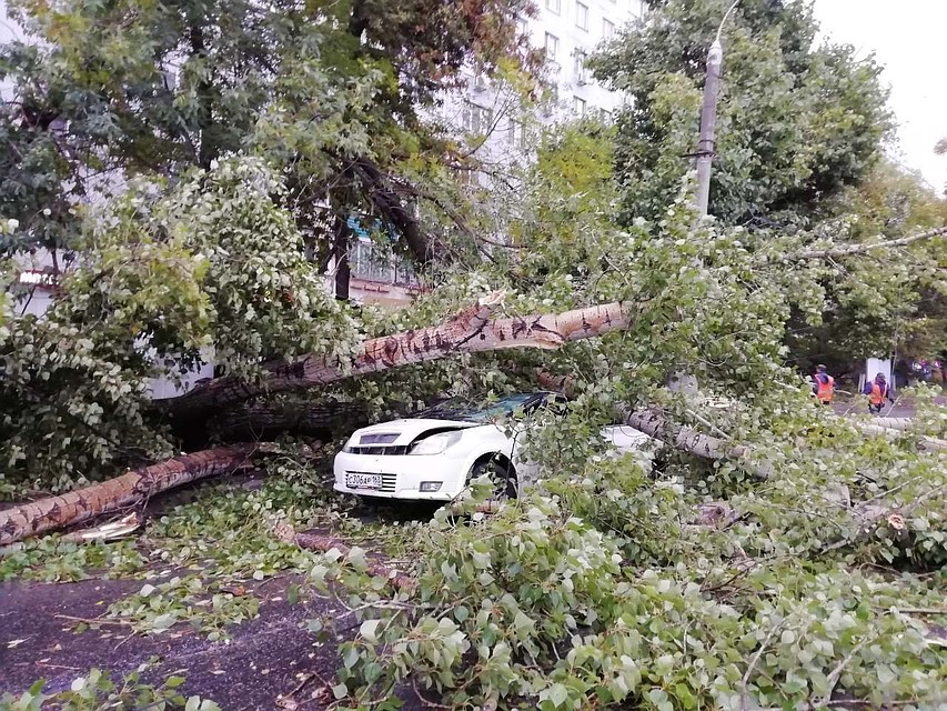 Возле Аквариума рухнувшее дерево раздавило легковушку