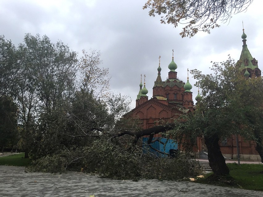 Вяз был очень высоким и старым.