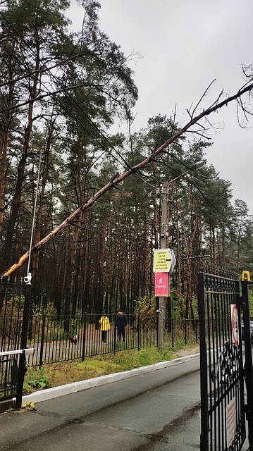 Сосна висела на проводах по крайней мере полдня.