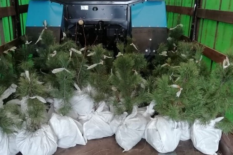 Во Владивосток улетели 300 кузбасских кедров.ФОТО: Пресс-служба АКО