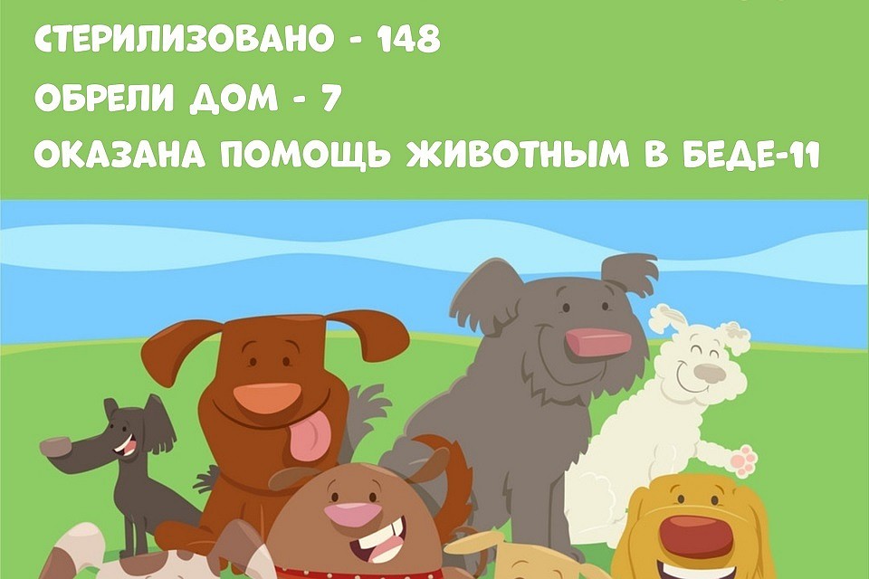 Фото: волонтеры "Дино"