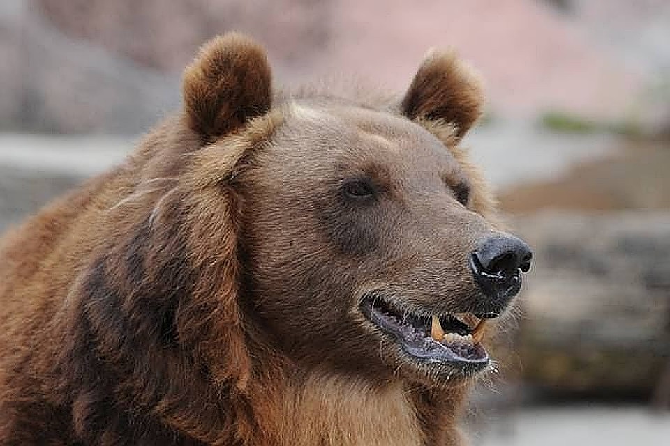 В Забайкалье медведь загрыз женщину