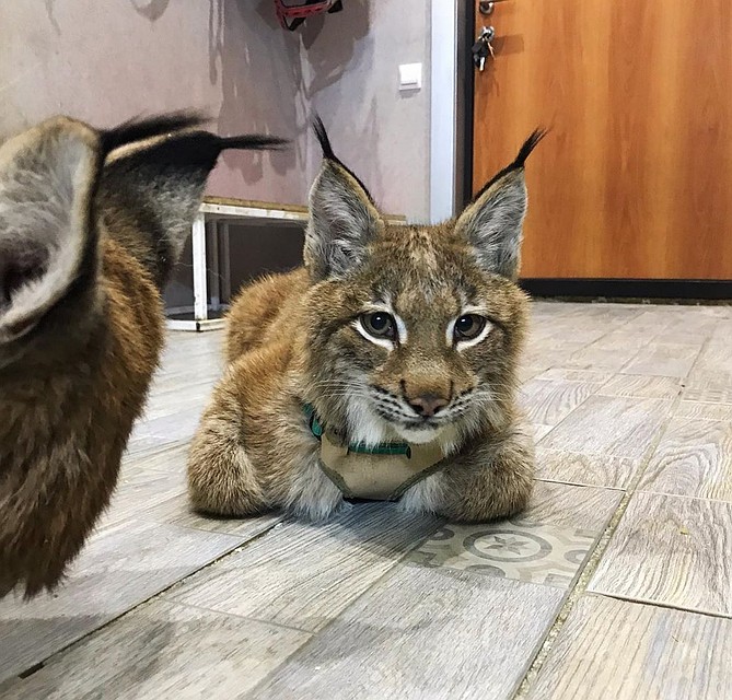 Фото: instagram.com/lynx_and_husky