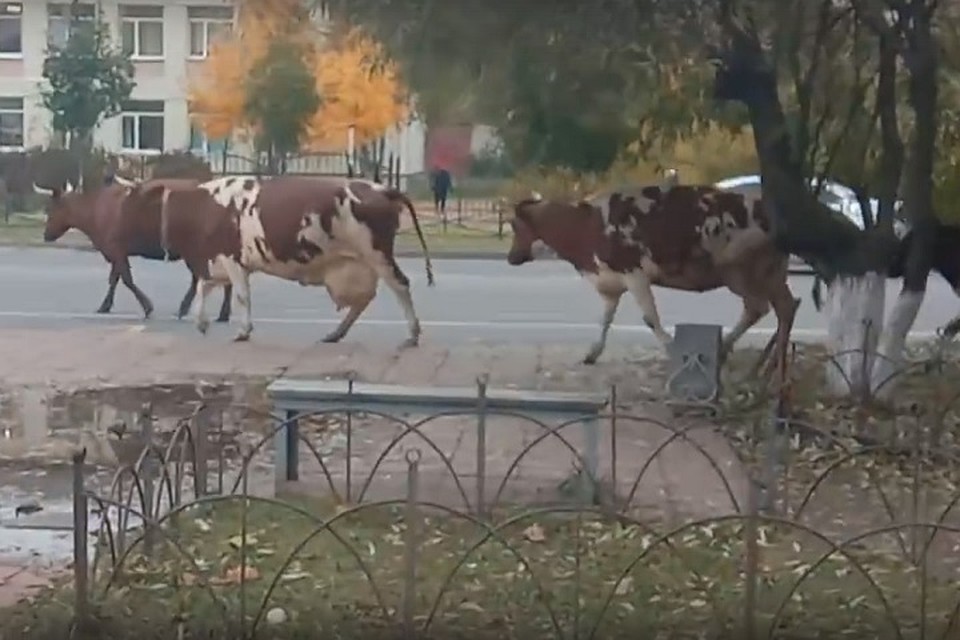 Вялые коровы устроили коллапс на центральных улицах в Тихвине