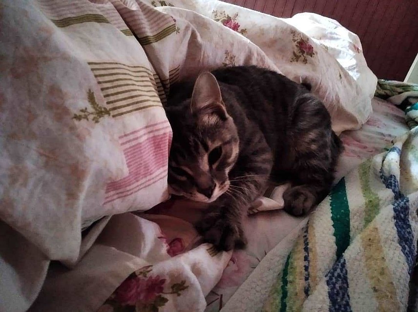 Спасенный котенок. Фото: www.instagram.com/gribanova_kt