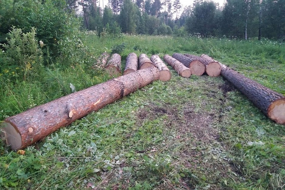 В Красноярском крае черные лесорубы ответят за вырубку 25 сосен. Фото: пресс-служба полиции