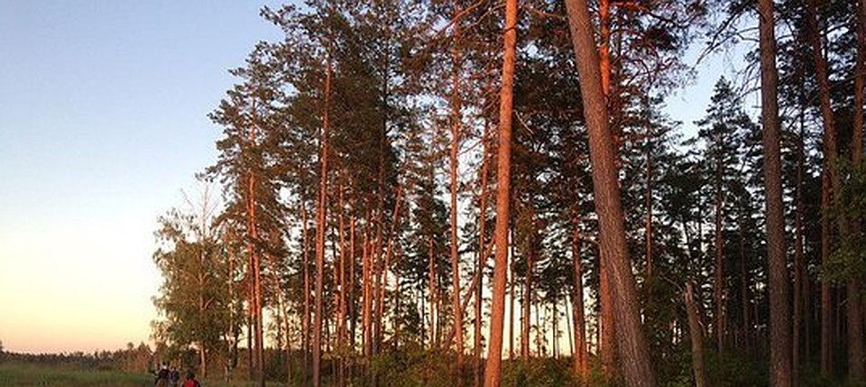 В семи лесничествах области предстоит посадить и дополнить 148 гектаров леса.