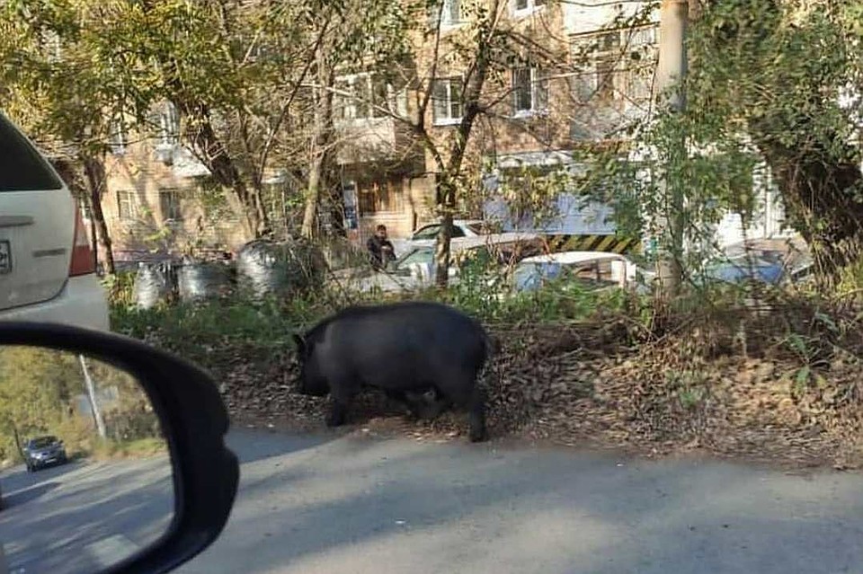 В районе Военного шоссе гуляет свинка. Фото: svodka25