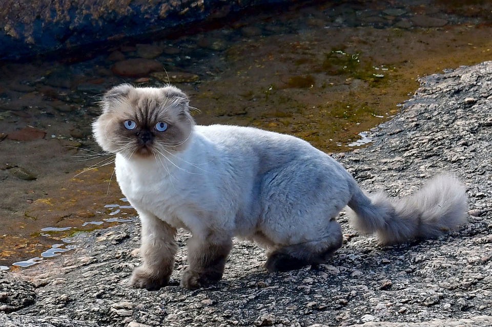 Котика потеряли еще в августе на празднике поморской козули.
