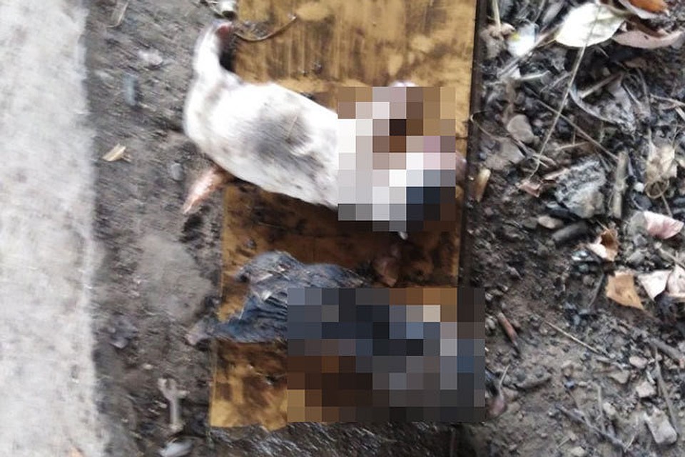 По всей видимости, хозяйка решила просто избавиться от приплода своей собаки