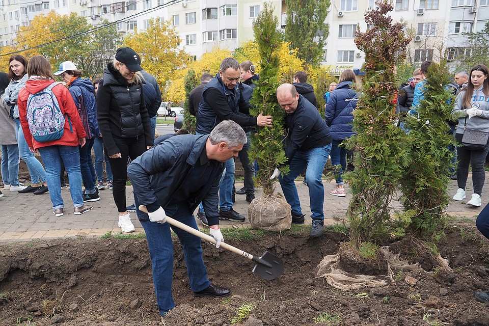 Всего на этой "депутатской" аллее появилось 262 новых туи. Фото: пресс-служба ЗС РО / Анатолий Карбинов.