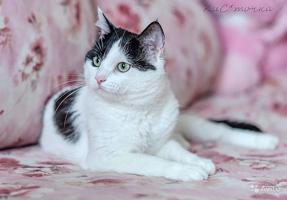 Фото кота Боси. Фото: объявление "Авито"