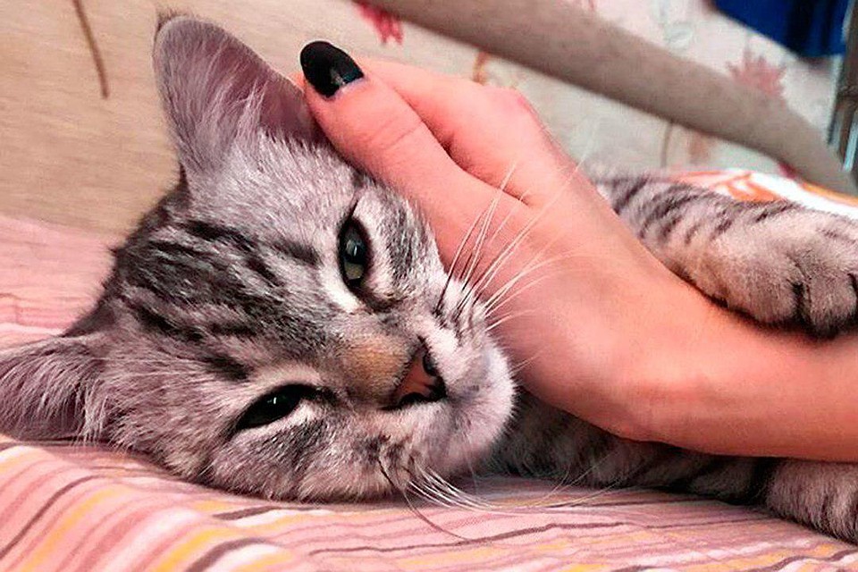 Сема был членом семьи